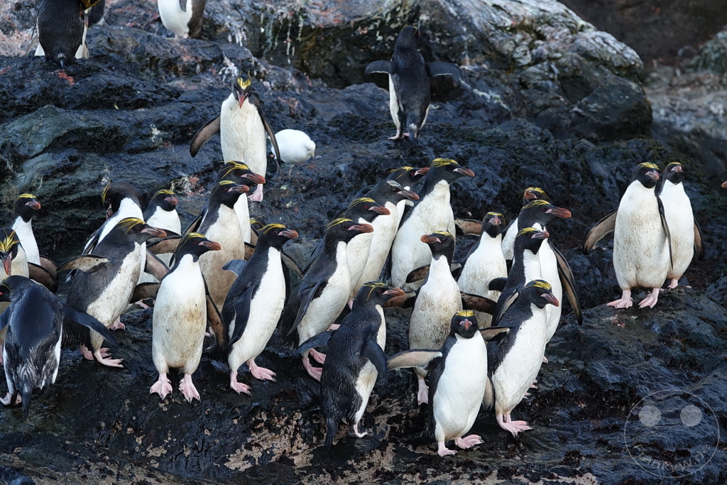 Südgeorgien und Südliche Sandwichsinseln - Cooper Bay