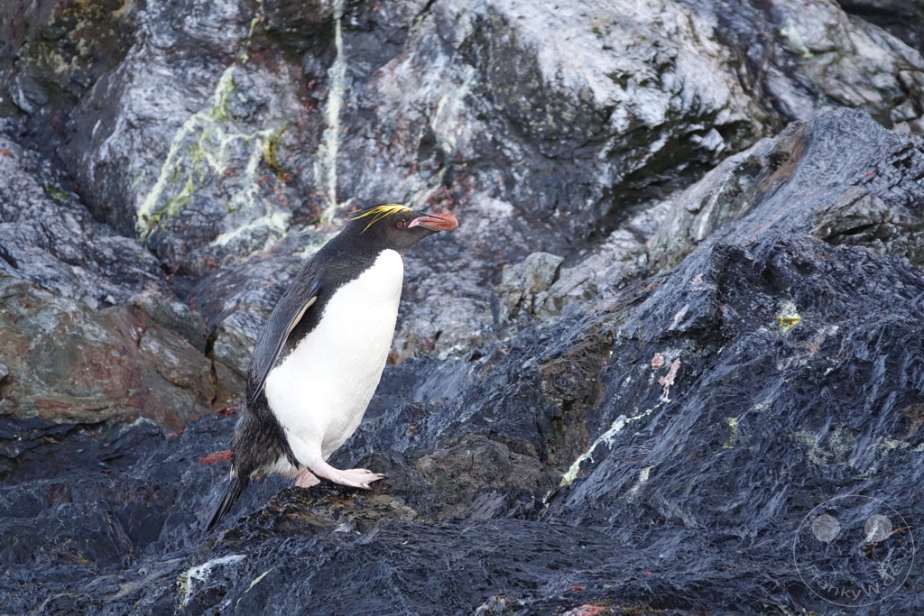 Südgeorgien und Südliche Sandwichsinseln - Cooper Bay