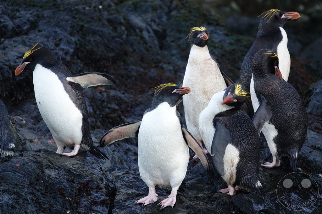 Südgeorgien und Südliche Sandwichsinseln - Cooper Bay