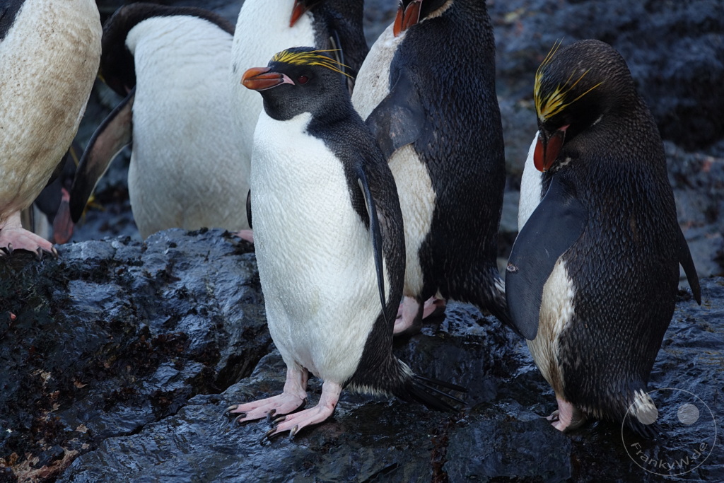 Südgeorgien und Südliche Sandwichsinseln - Cooper Bay