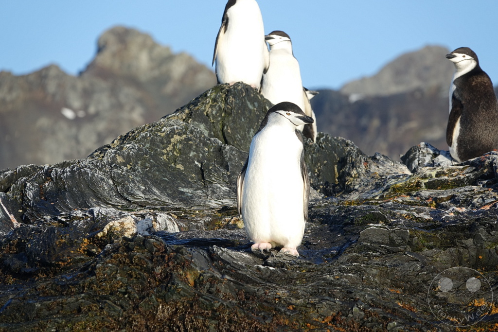 Südgeorgien und Südliche Sandwichsinseln - Cooper Bay