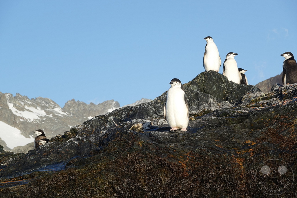 Südgeorgien und Südliche Sandwichsinseln - Cooper Bay