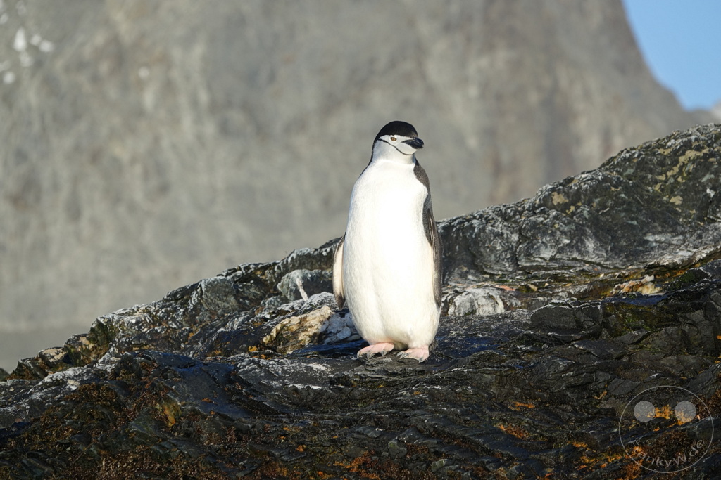 Südgeorgien und Südliche Sandwichsinseln - Cooper Bay