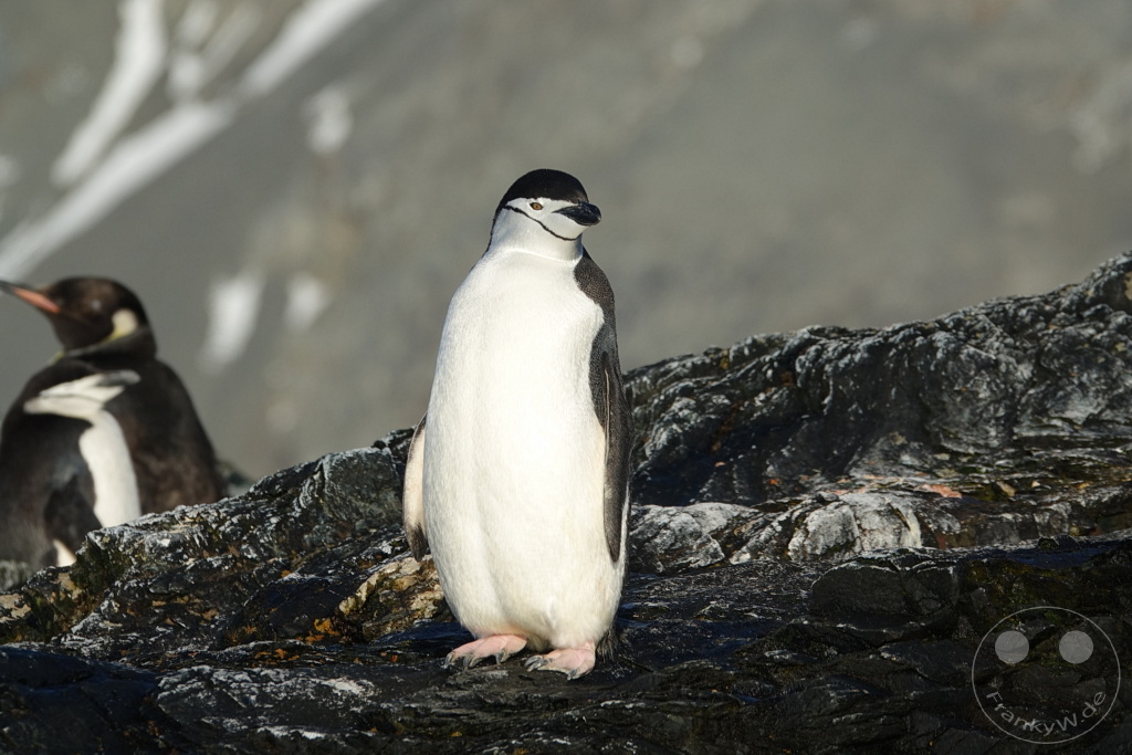 Südgeorgien und Südliche Sandwichsinseln - Cooper Bay