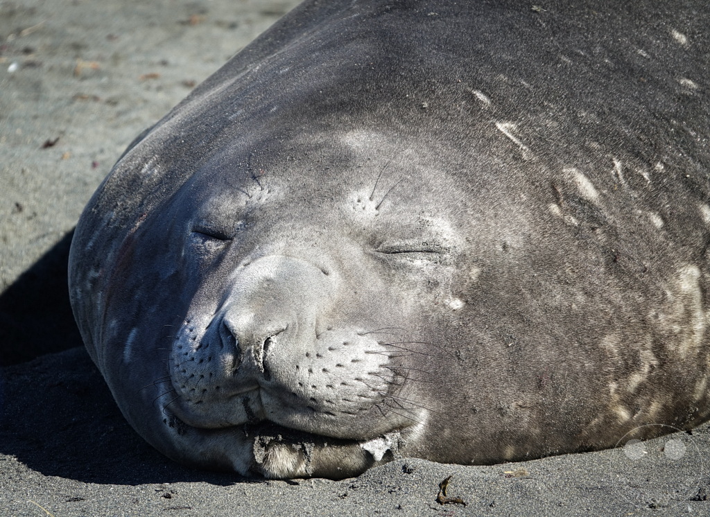 Südgeorgien und Südliche Sandwichsinseln - Gold Harbour