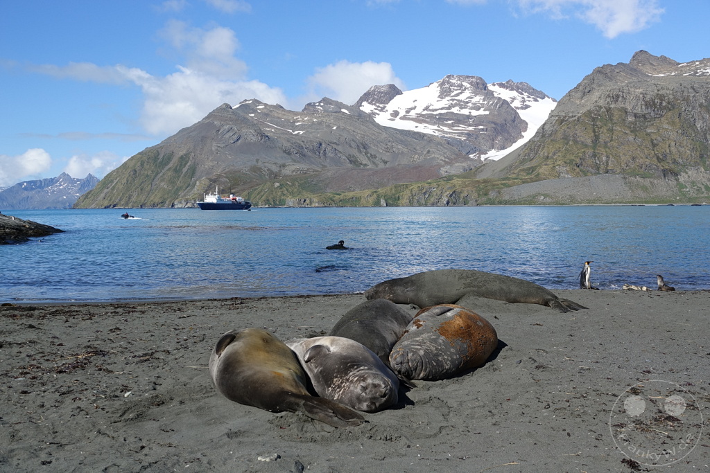 Südgeorgien und Südliche Sandwichsinseln - Gold Harbour
