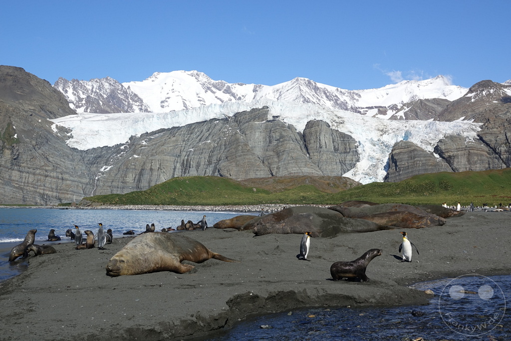 Südgeorgien und Südliche Sandwichsinseln - Gold Harbour