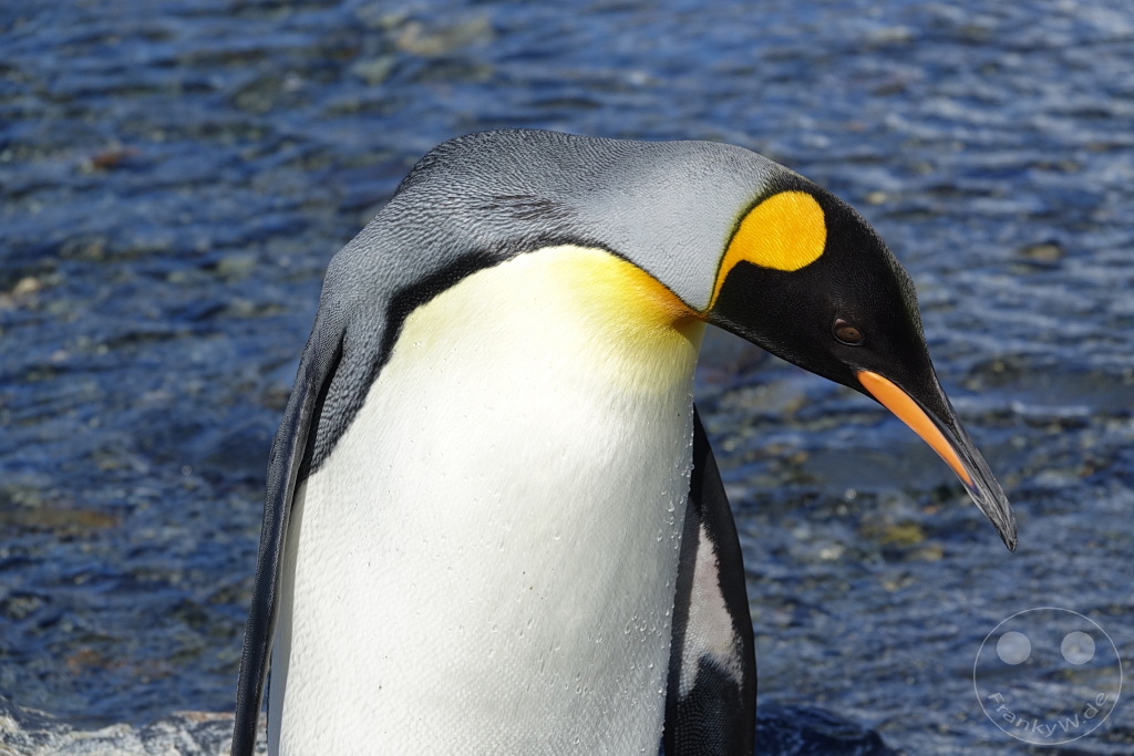Südgeorgien und Südliche Sandwichsinseln - Gold Harbour