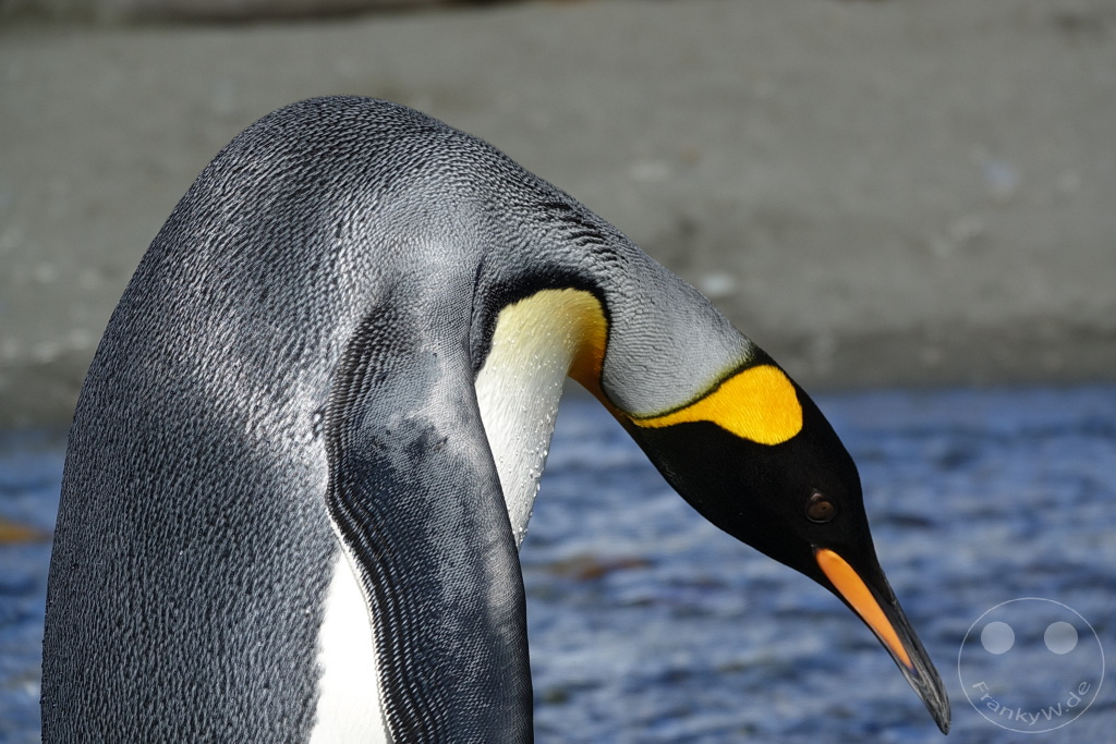 Südgeorgien und Südliche Sandwichsinseln - Gold Harbour