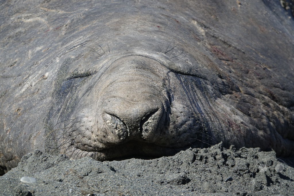 Südgeorgien und Südliche Sandwichsinseln - Gold Harbour