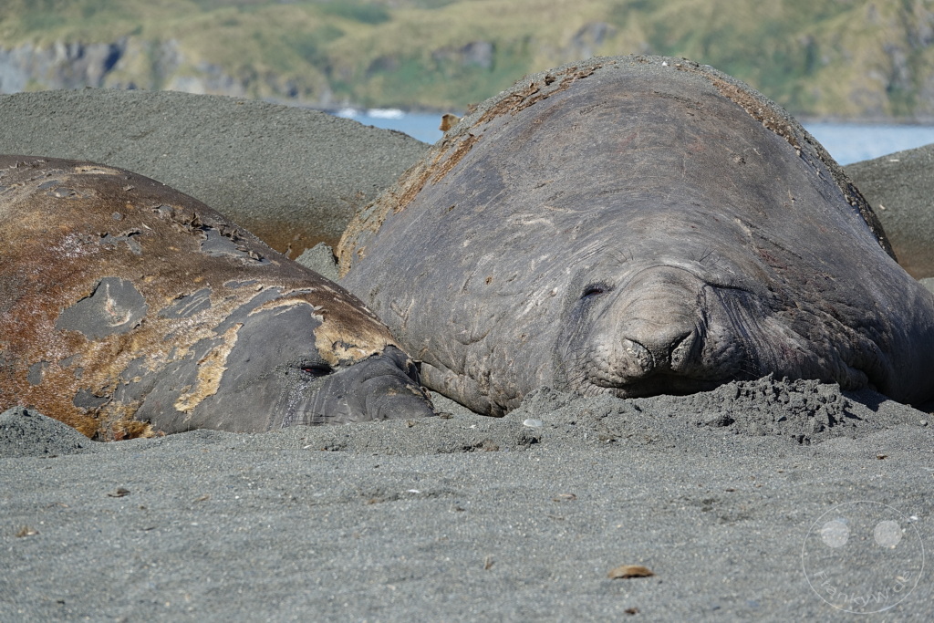 Südgeorgien und Südliche Sandwichsinseln - Gold Harbour