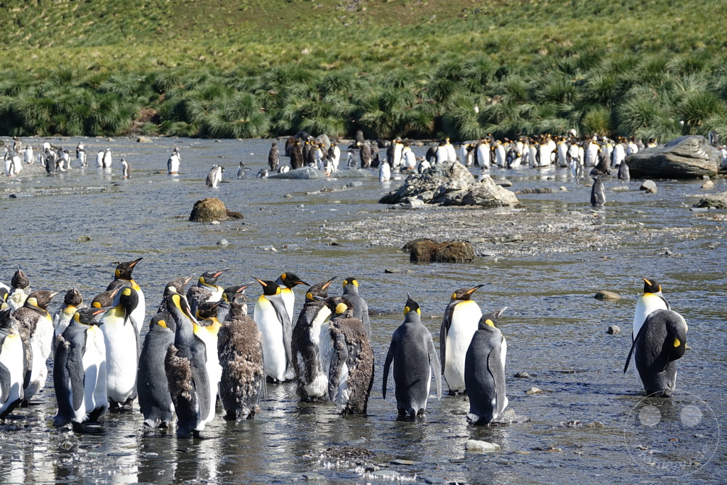 Südgeorgien und Südliche Sandwichsinseln - Gold Harbour
