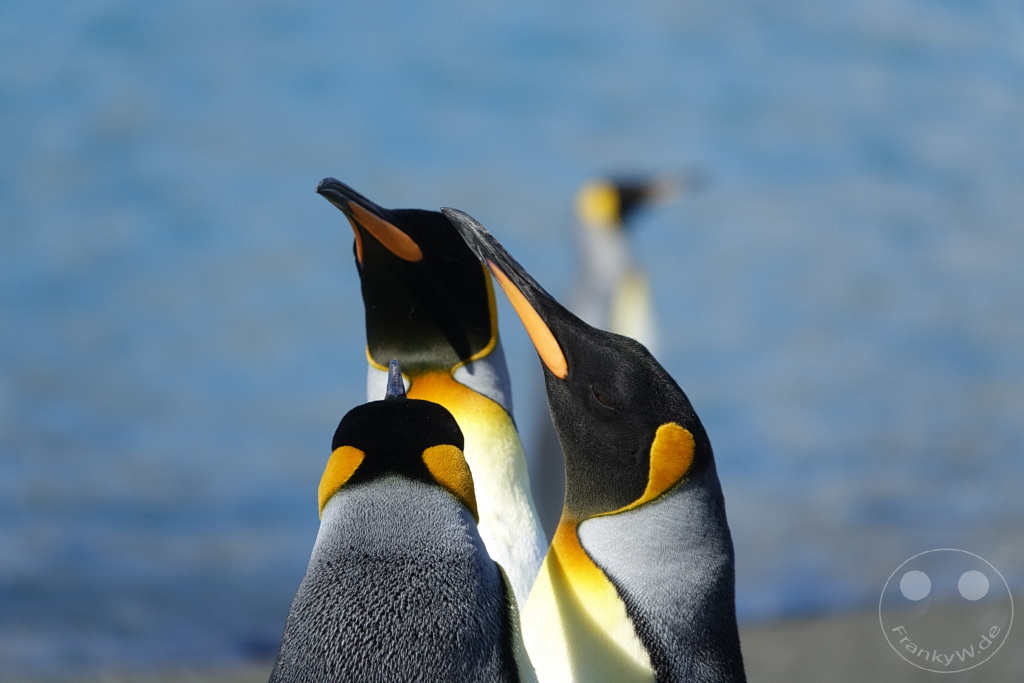 Südgeorgien und Südliche Sandwichsinseln - Gold Harbour