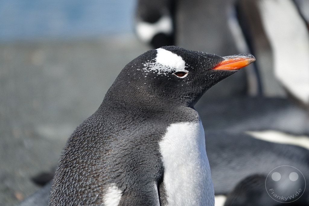 Südgeorgien und Südliche Sandwichsinseln - Gold Harbour