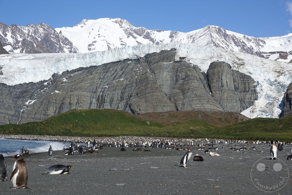 Südgeorgien und Südliche Sandwichsinseln - Gold Harbour