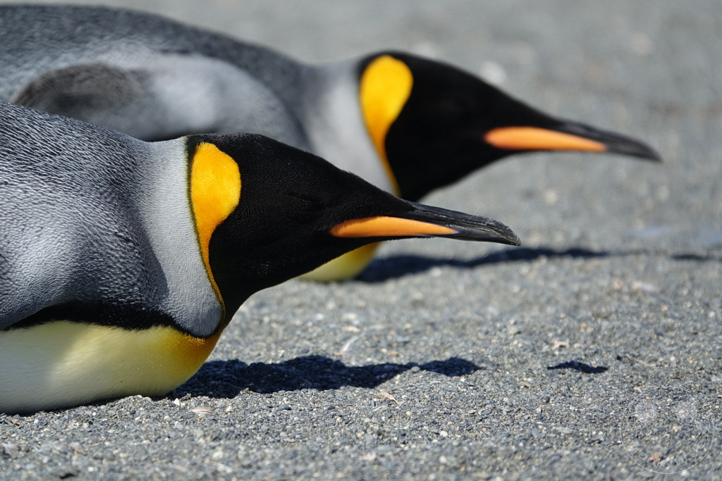 Südgeorgien und Südliche Sandwichsinseln - Gold Harbour