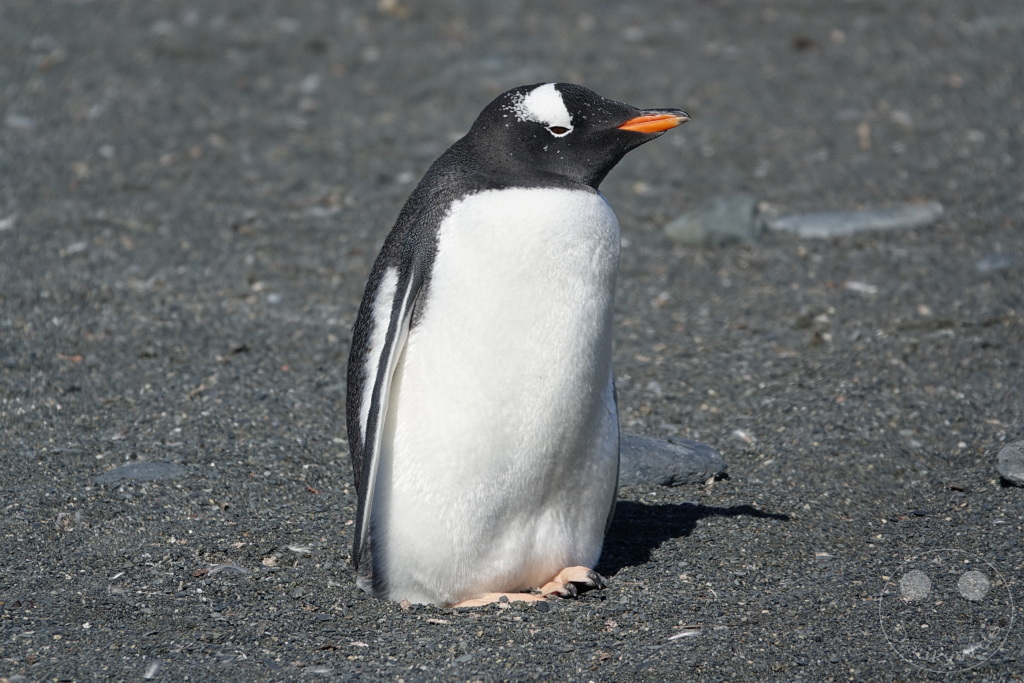 Südgeorgien und Südliche Sandwichsinseln - Gold Harbour