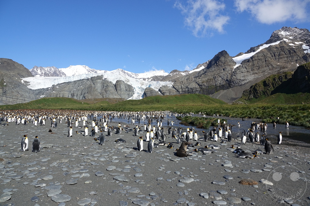 Südgeorgien und Südliche Sandwichsinseln - Gold Harbour