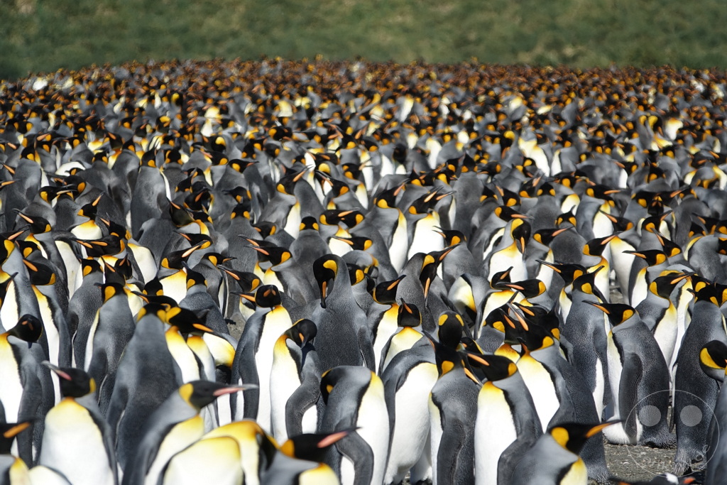 Südgeorgien und Südliche Sandwichsinseln - Gold Harbour