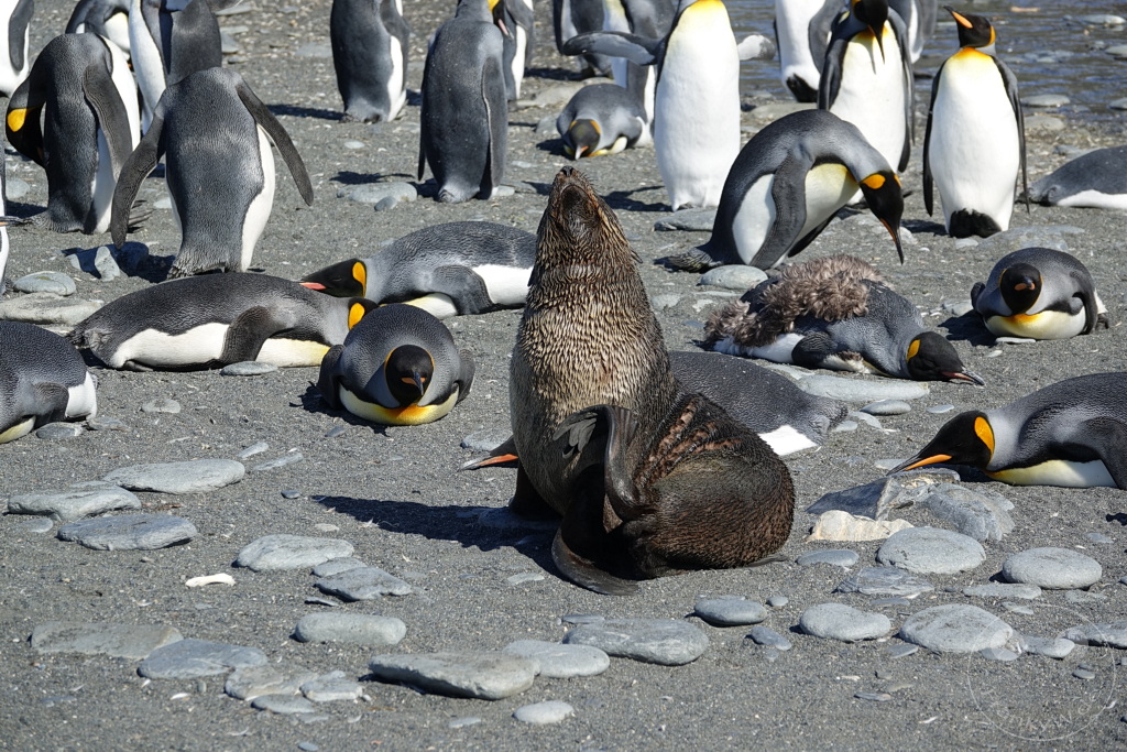Südgeorgien und Südliche Sandwichsinseln - Gold Harbour