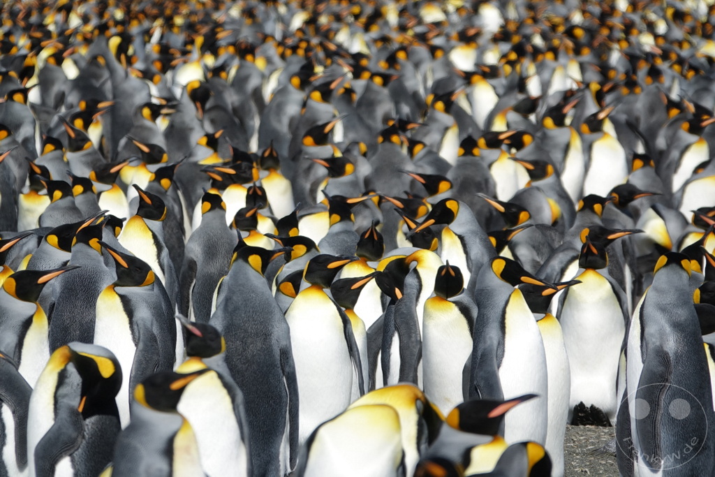 Südgeorgien und Südliche Sandwichsinseln - Gold Harbour