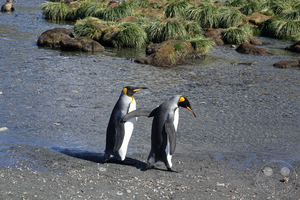 Südgeorgien und Südliche Sandwichsinseln - Gold Harbour