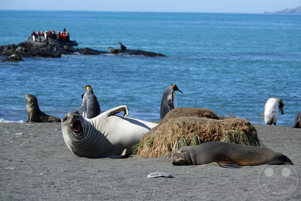 Südgeorgien und Südliche Sandwichsinseln - Gold Harbour