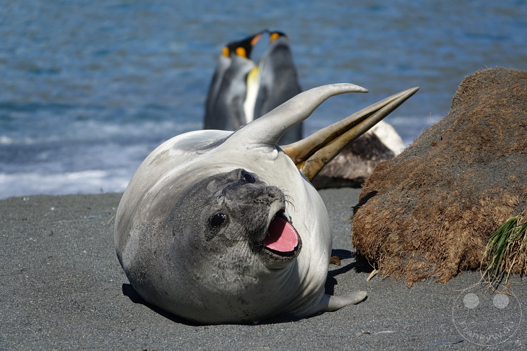 Südgeorgien und Südliche Sandwichsinseln - Gold Harbour