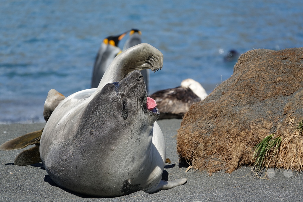 Südgeorgien und Südliche Sandwichsinseln - Gold Harbour