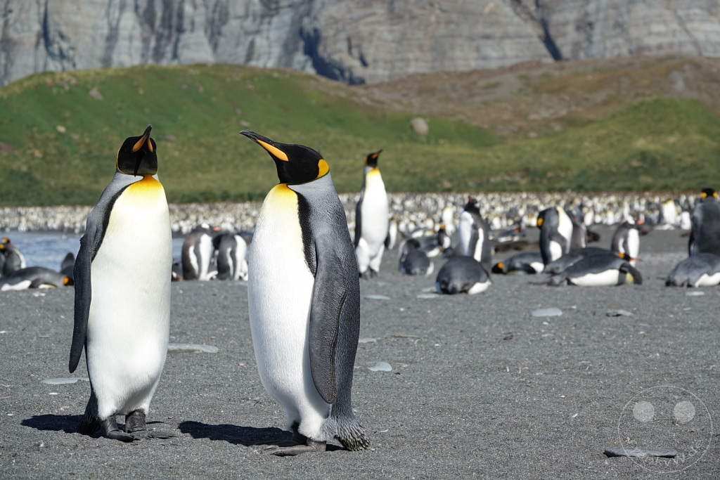 Südgeorgien und Südliche Sandwichsinseln - Gold Harbour