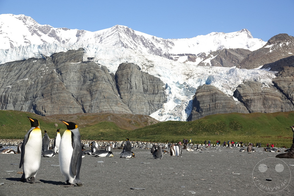 Südgeorgien und Südliche Sandwichsinseln - Gold Harbour