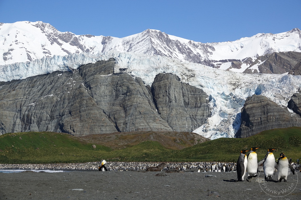 Südgeorgien und Südliche Sandwichsinseln - Gold Harbour