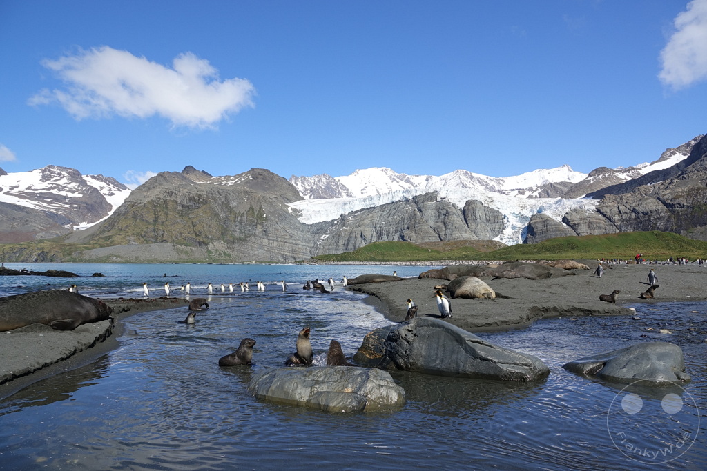 Südgeorgien und Südliche Sandwichsinseln - Gold Harbour