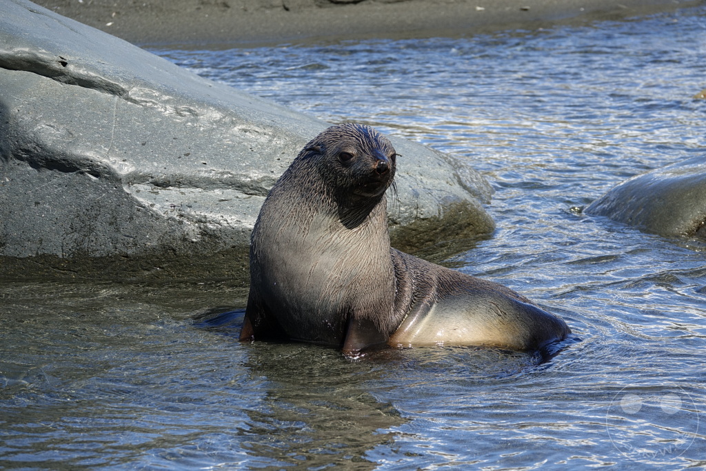 Südgeorgien und Südliche Sandwichsinseln - Gold Harbour