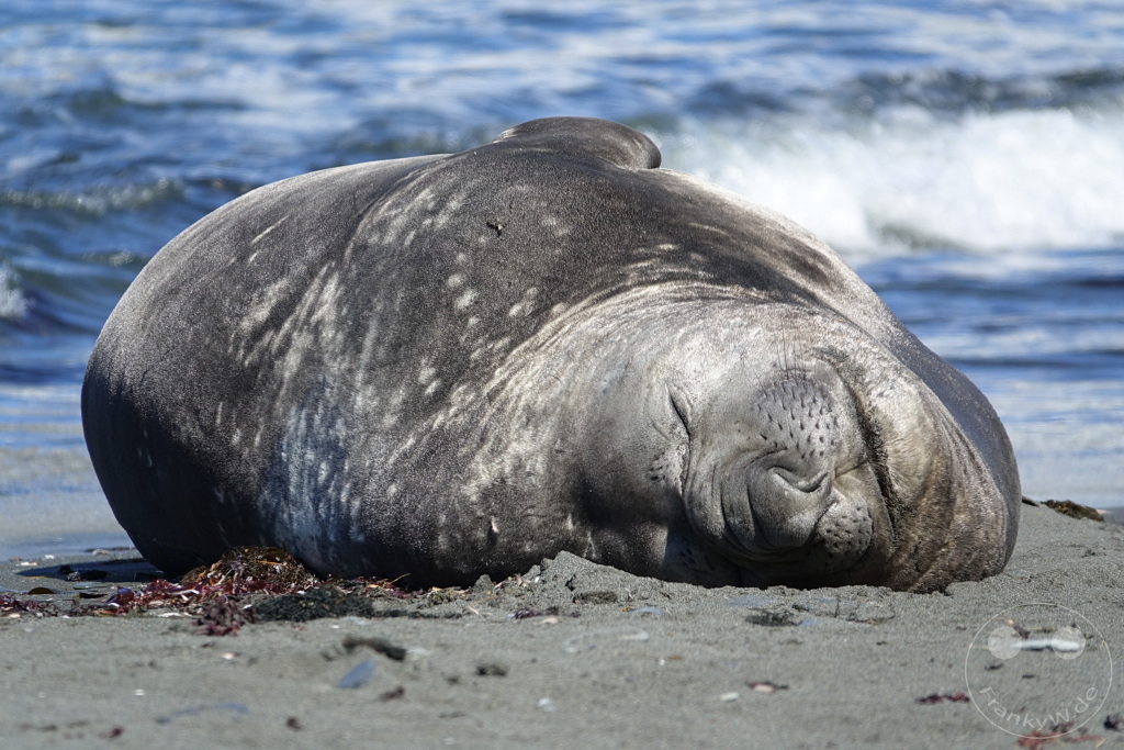 Südgeorgien und Südliche Sandwichsinseln - Gold Harbour