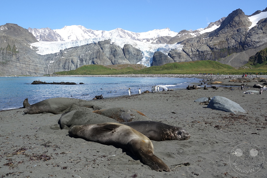 Südgeorgien und Südliche Sandwichsinseln - Gold Harbour