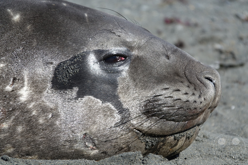 Südgeorgien und Südliche Sandwichsinseln - Gold Harbour