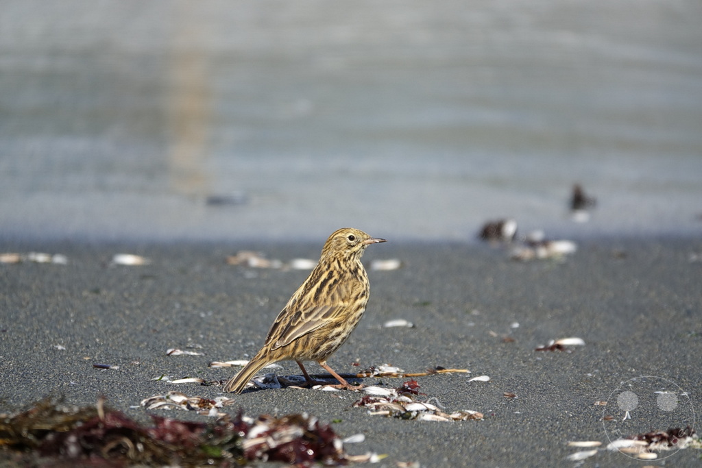 Südgeorgien und Südliche Sandwichsinseln - Gold Harbour