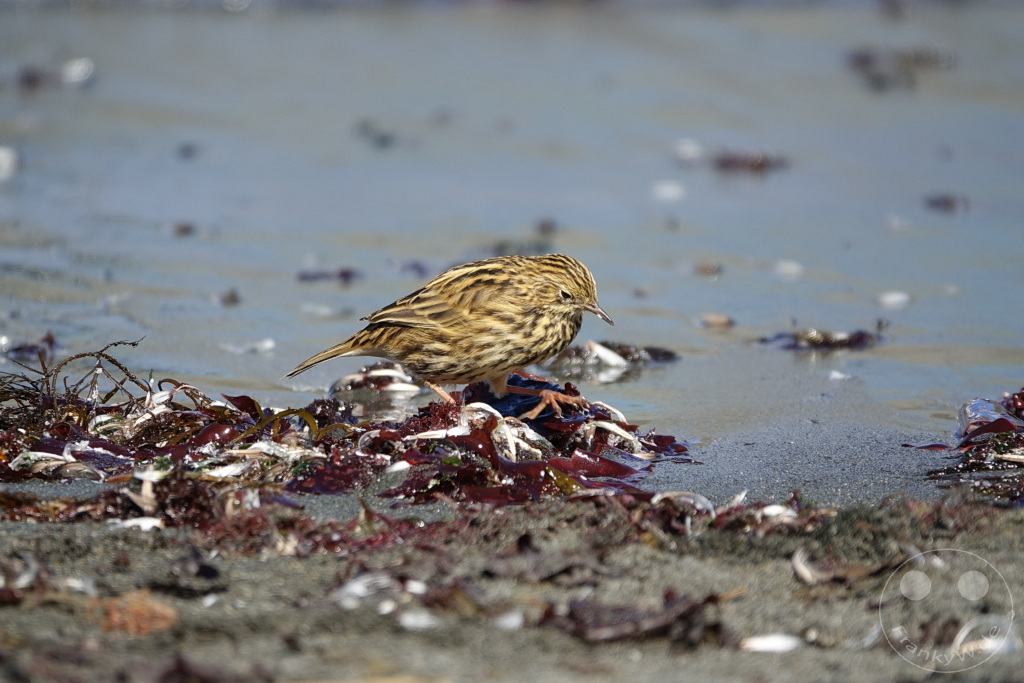 Südgeorgien und Südliche Sandwichsinseln - Gold Harbour