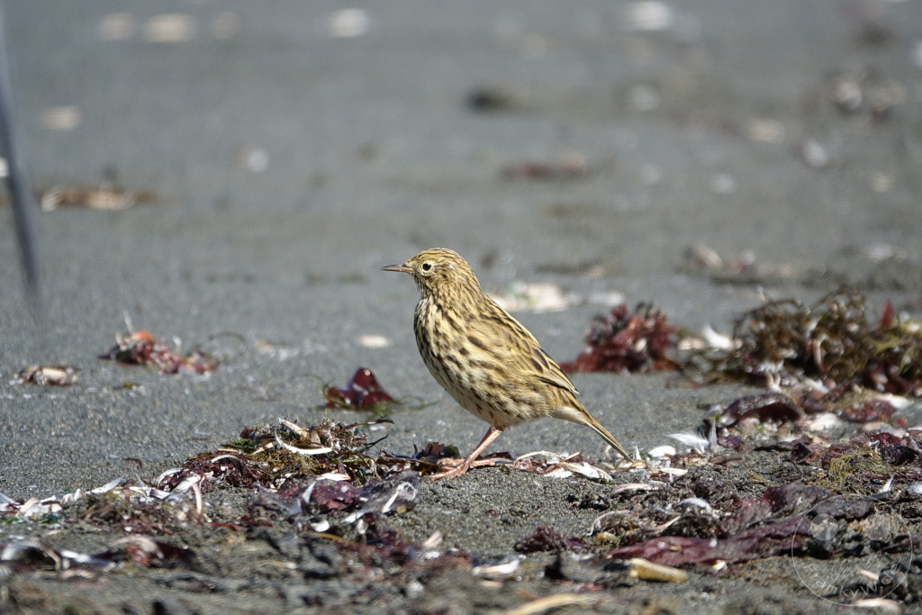 Südgeorgien und Südliche Sandwichsinseln - Gold Harbour