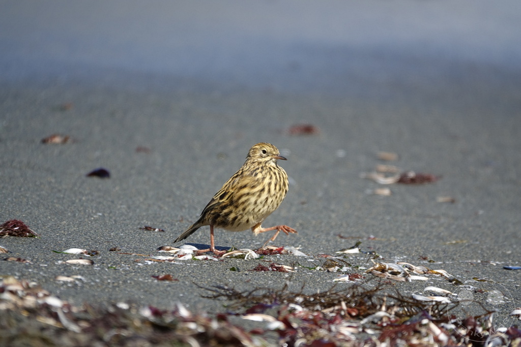 Südgeorgien und Südliche Sandwichsinseln - Gold Harbour