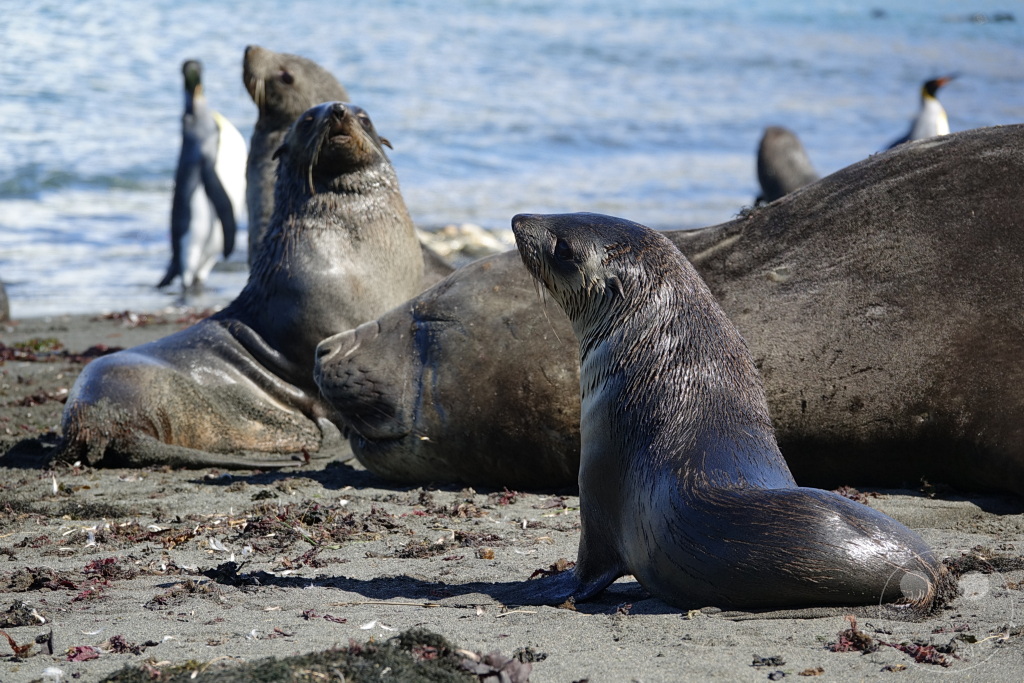 Südgeorgien und Südliche Sandwichsinseln - Gold Harbour