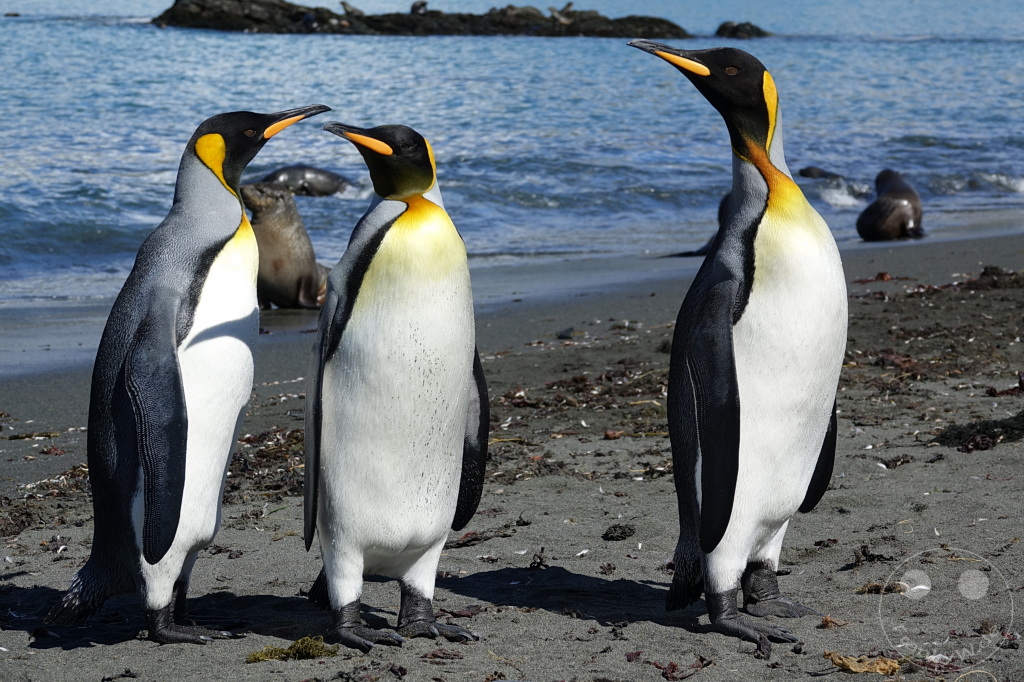 Südgeorgien und Südliche Sandwichsinseln - Gold Harbour