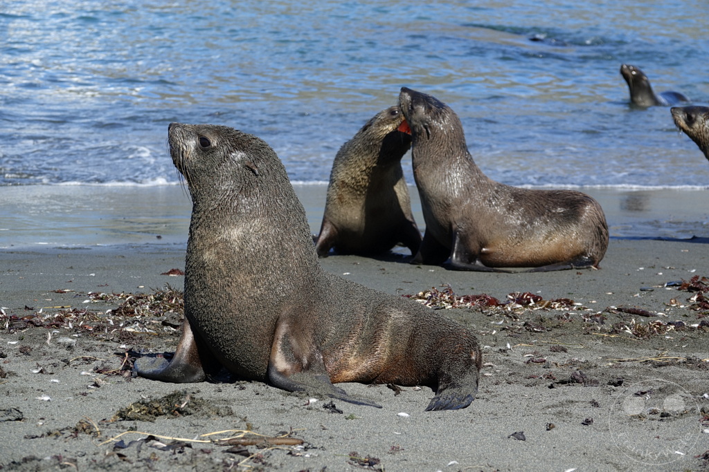 Südgeorgien und Südliche Sandwichsinseln - Gold Harbour