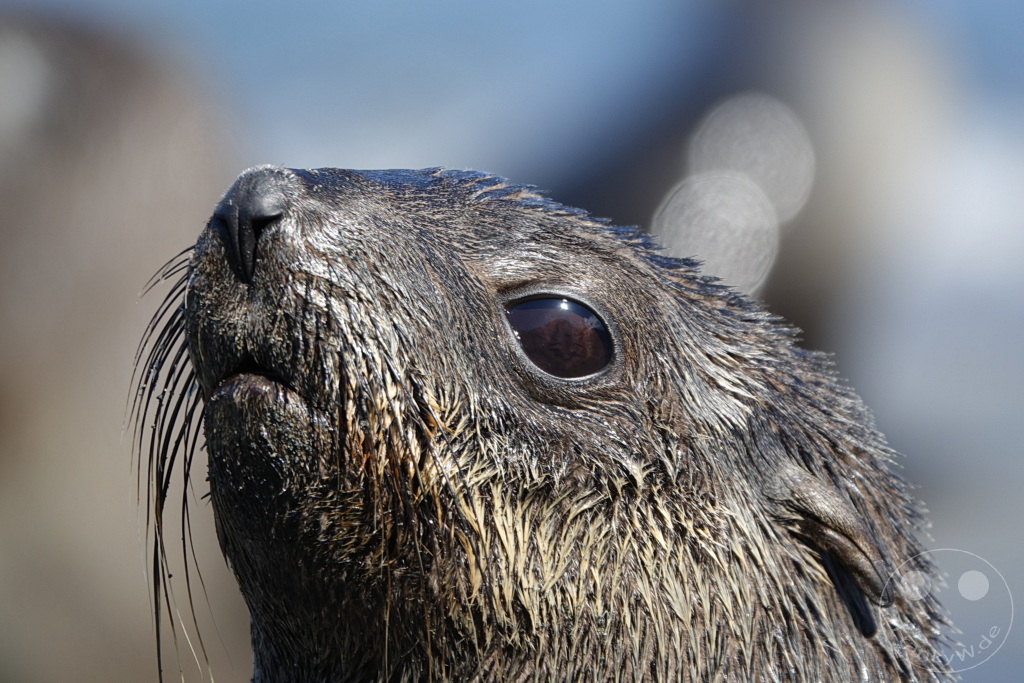 Südgeorgien und Südliche Sandwichsinseln - Gold Harbour