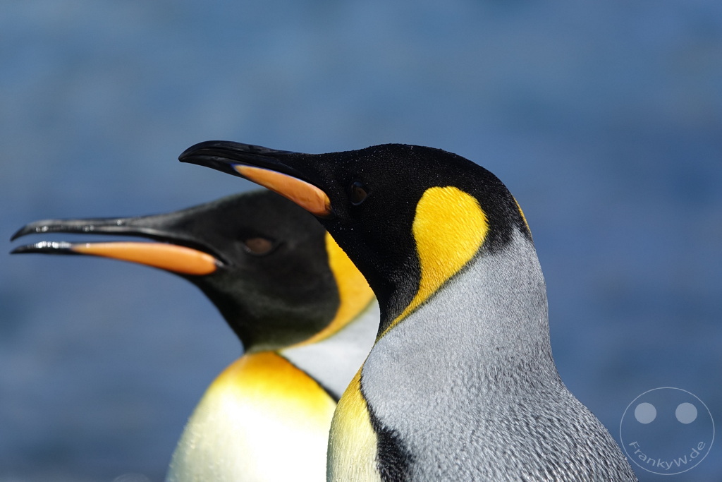 Südgeorgien und Südliche Sandwichsinseln - Gold Harbour