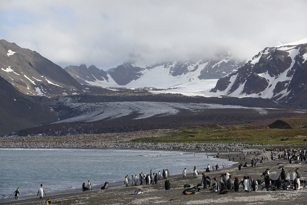 Südgeorgien und Südliche Sandwichsinseln - Saint Andrews Bay