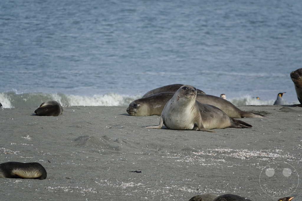 Südgeorgien und Südliche Sandwichsinseln - Saint Andrews Bay