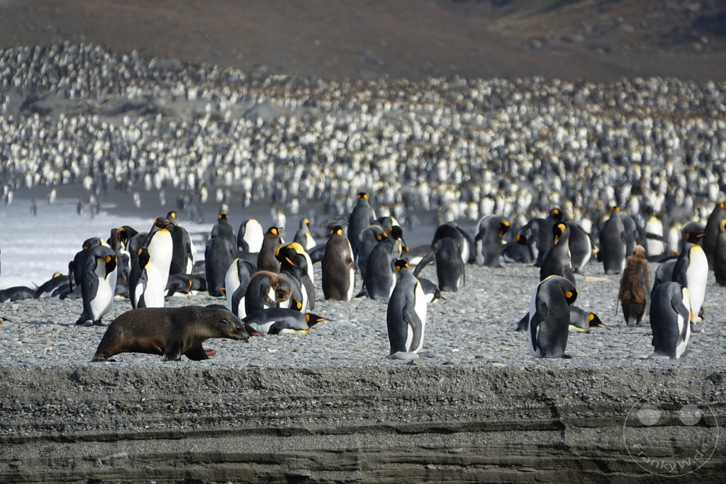 Südgeorgien und Südliche Sandwichsinseln - Saint Andrews Bay