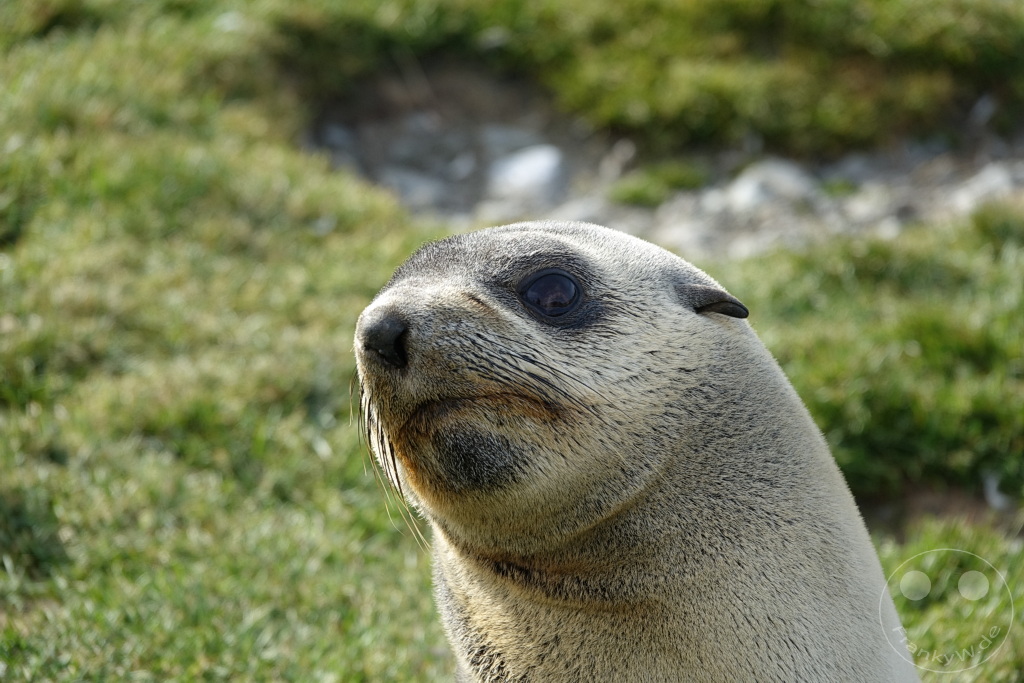 Südgeorgien und Südliche Sandwichsinseln - Saint Andrews Bay